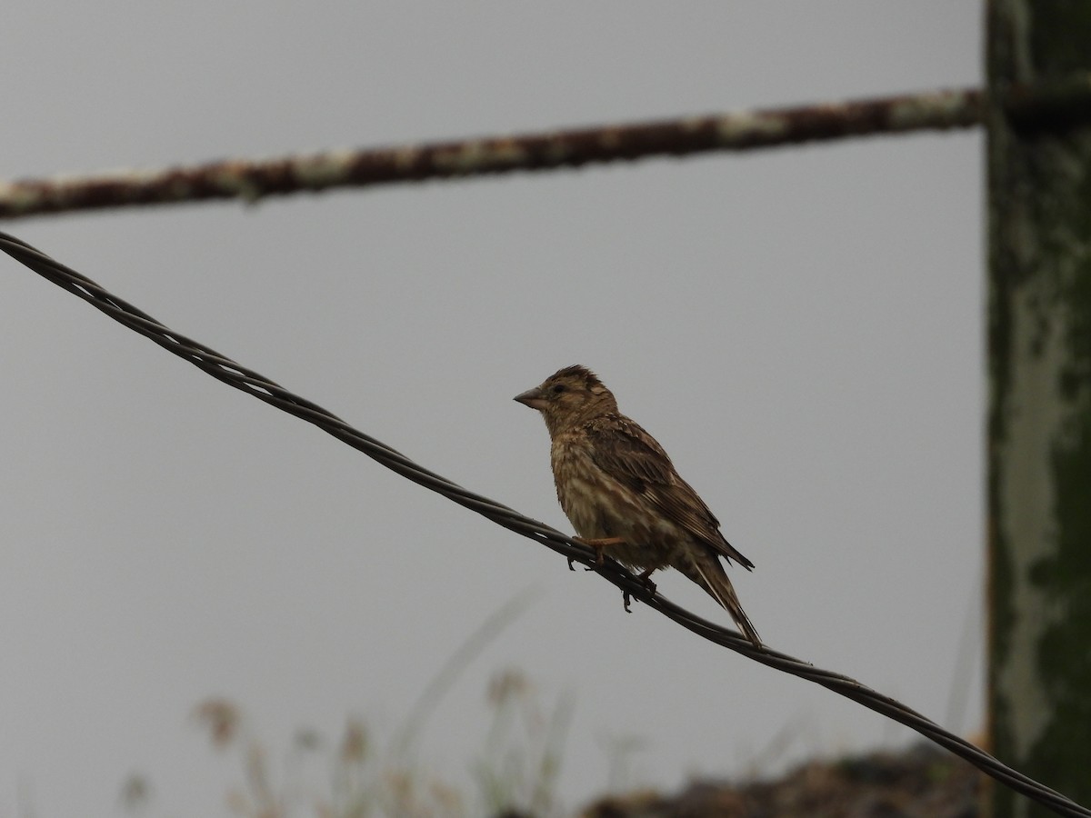 Rock Sparrow - ML619620797