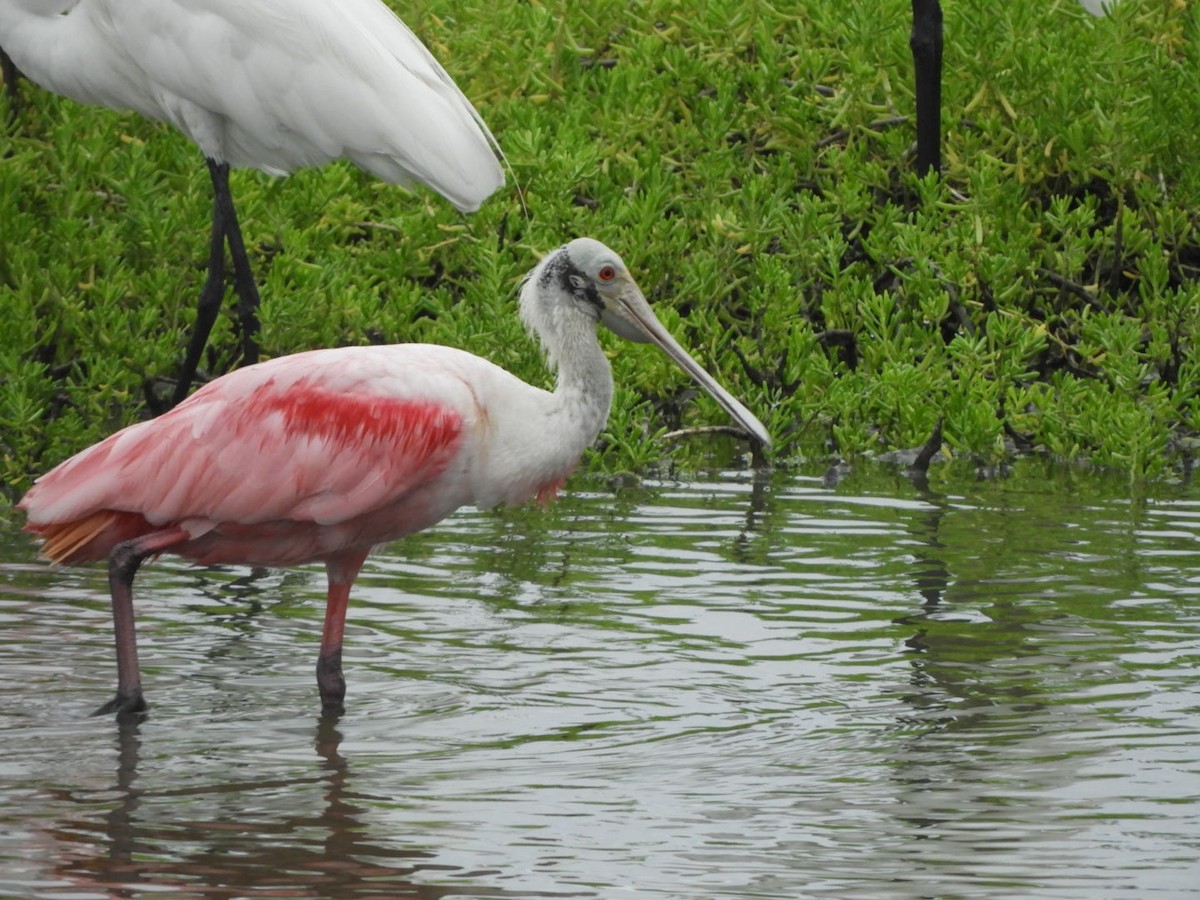 Roseate Spoonbill - Jacob Santos