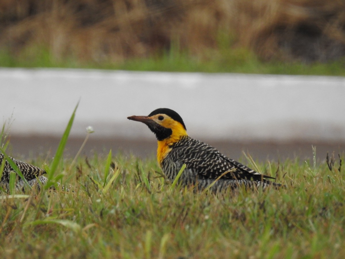 Campo Flicker - Leonardo Bordin