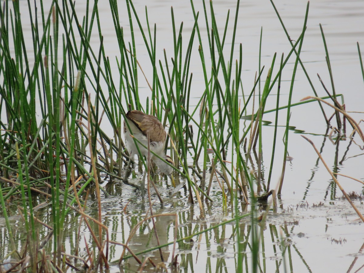 Northern Jacana - ML619620805