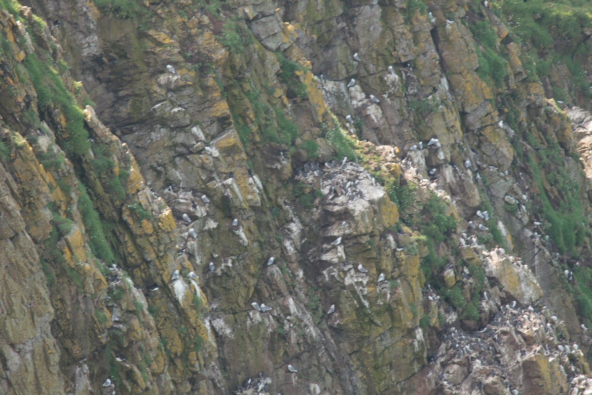 Black-legged Kittiwake - ML619620810