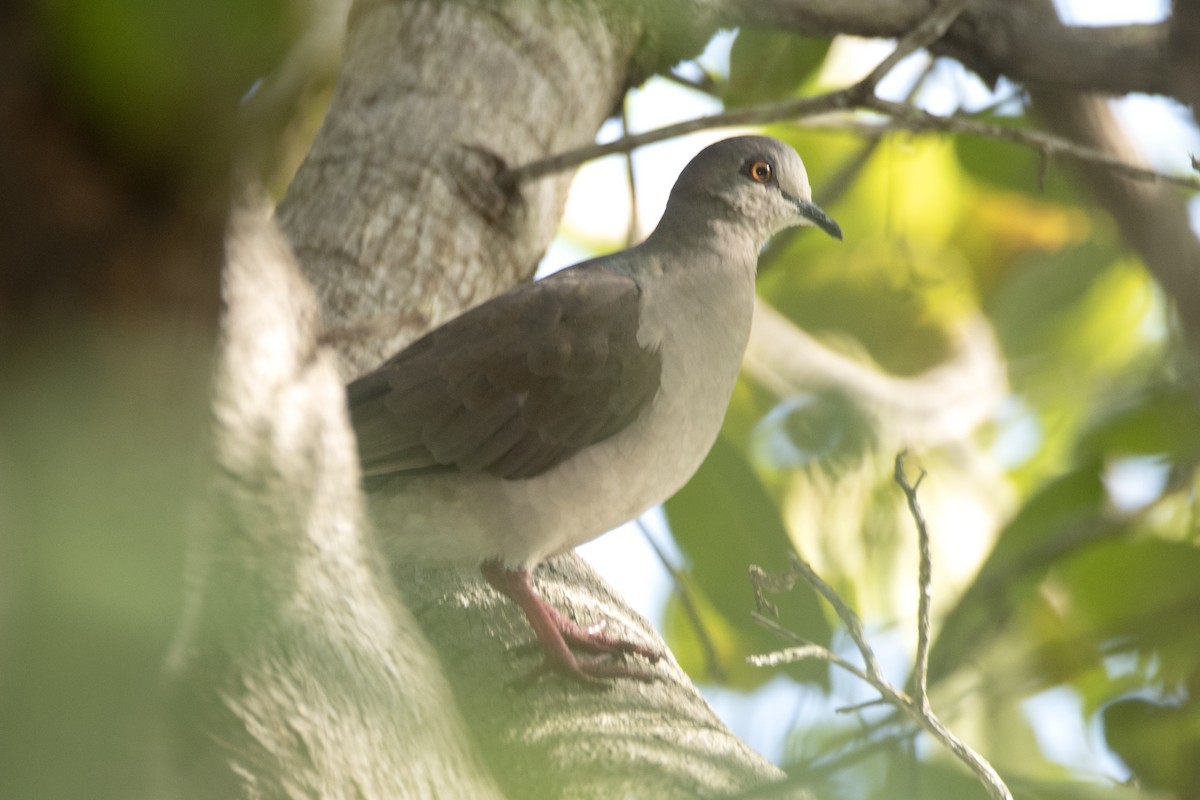 White-tipped Dove - Eduardo Vieira 17