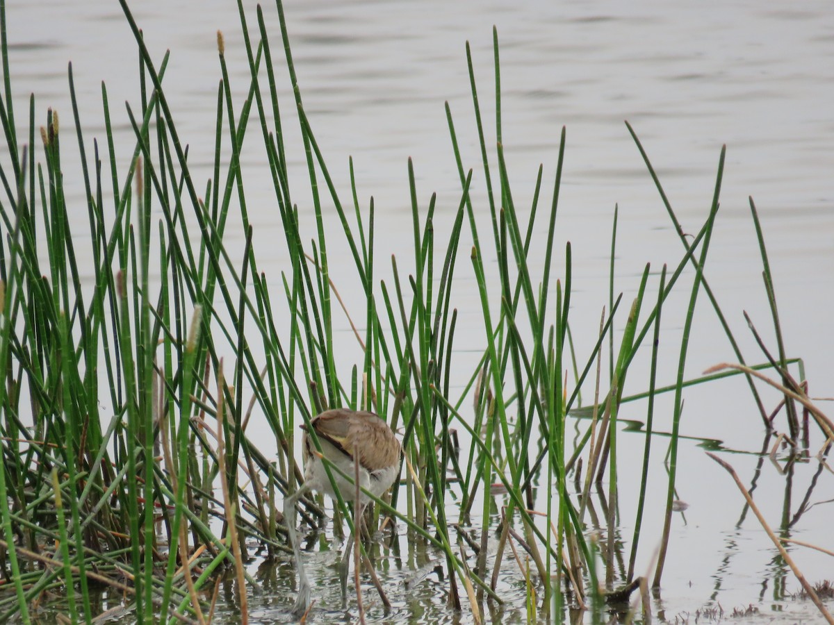 Northern Jacana - Sam Holcomb