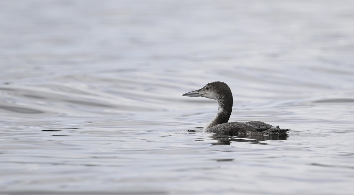 Common Loon - steve sampson