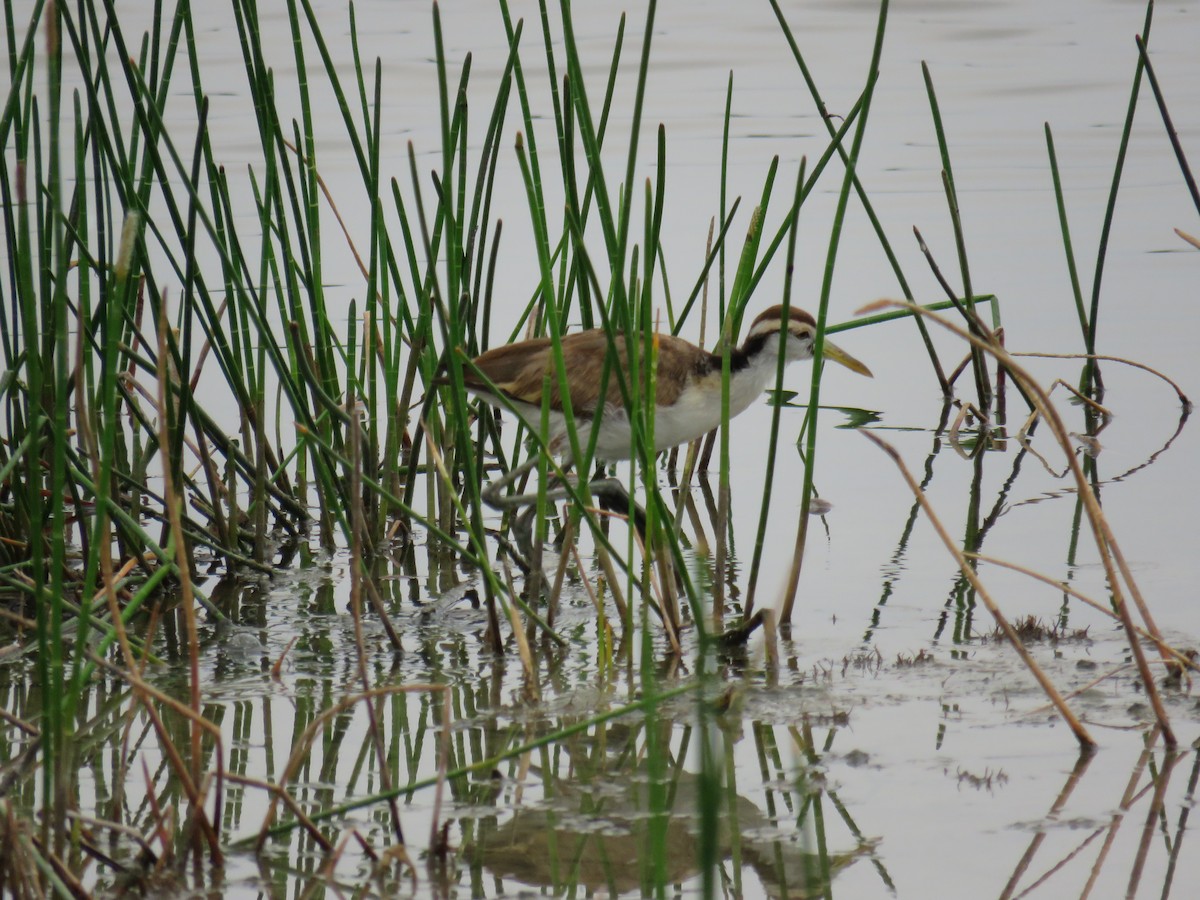 Northern Jacana - ML619620830