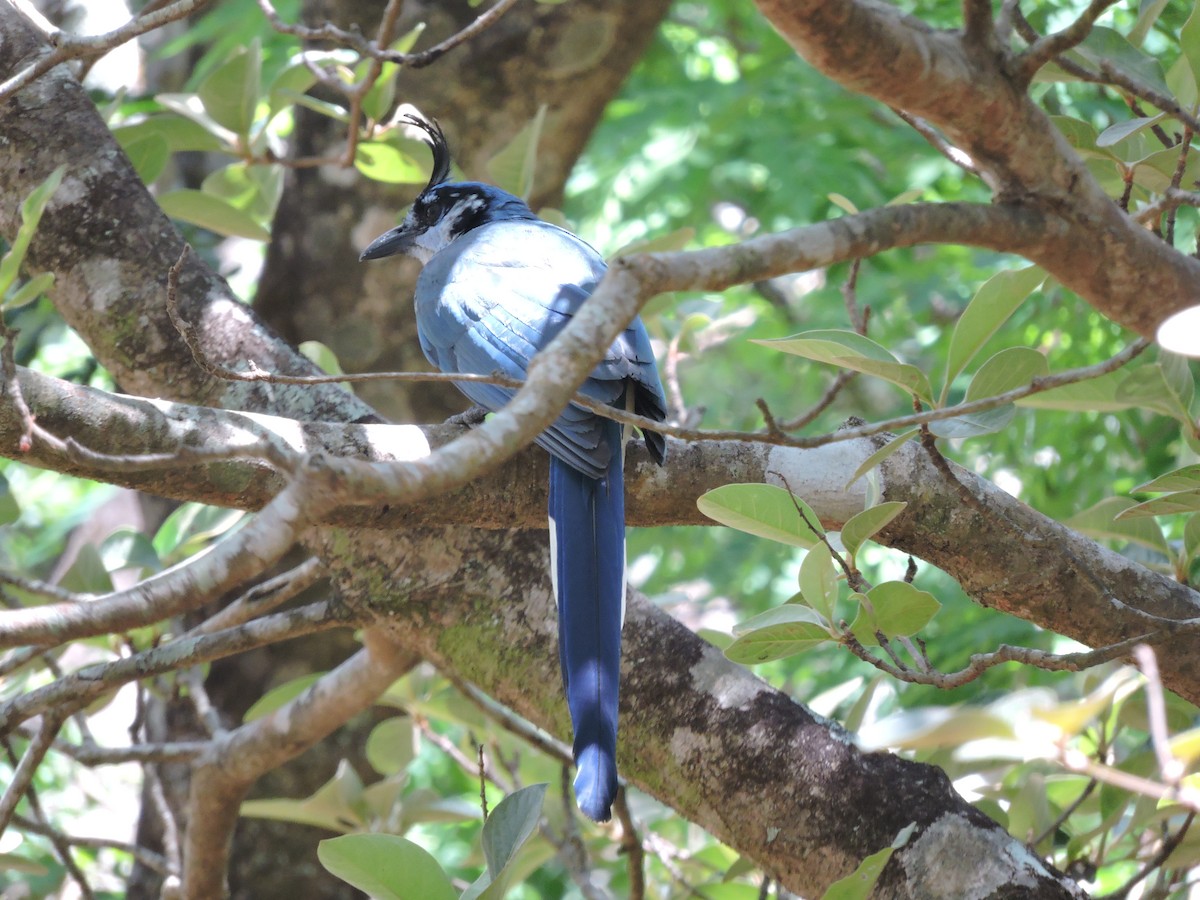 White-throated Magpie-Jay - Abigail Valderramos Villanueva