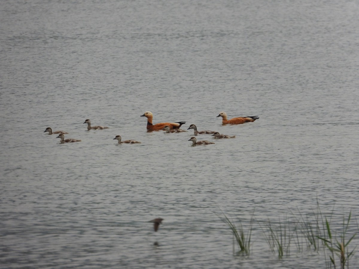 Ruddy Shelduck - Josip Turkalj