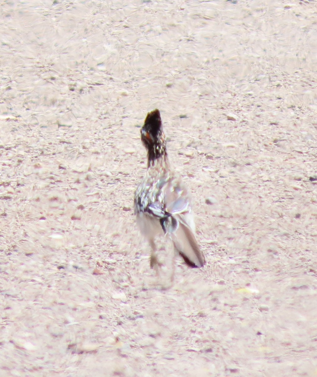 Greater Roadrunner - Cathy Olson