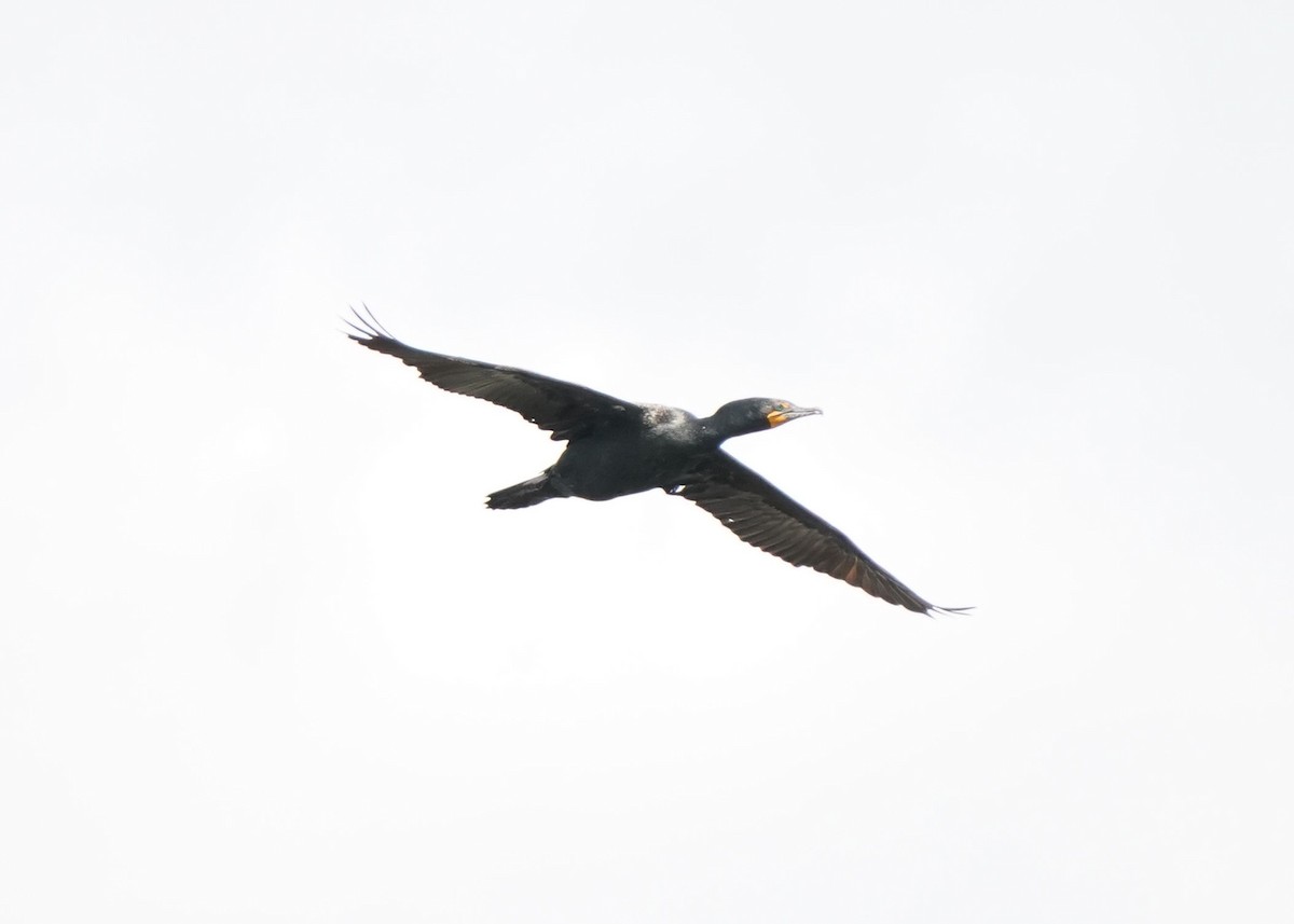 Double-crested Cormorant - Pam Hardy