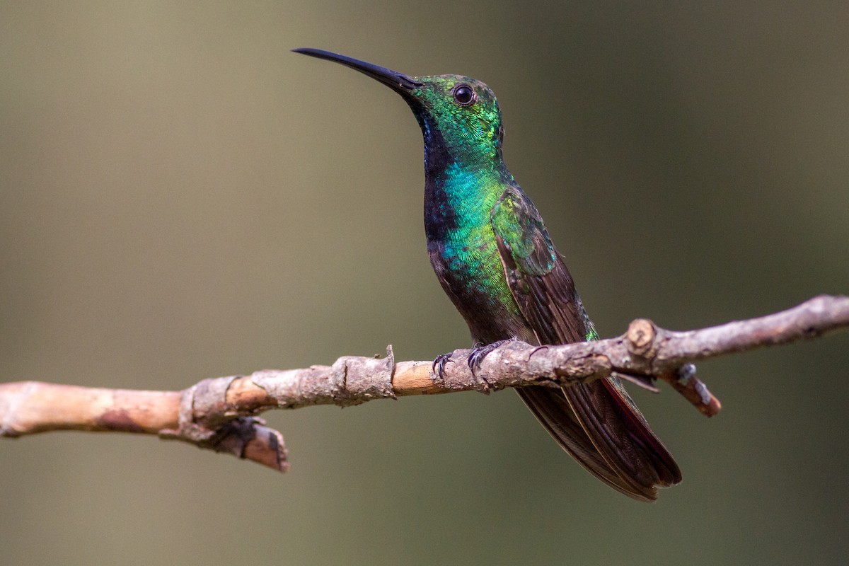 Green-breasted Mango - Oswaldo Hernández Sánchez