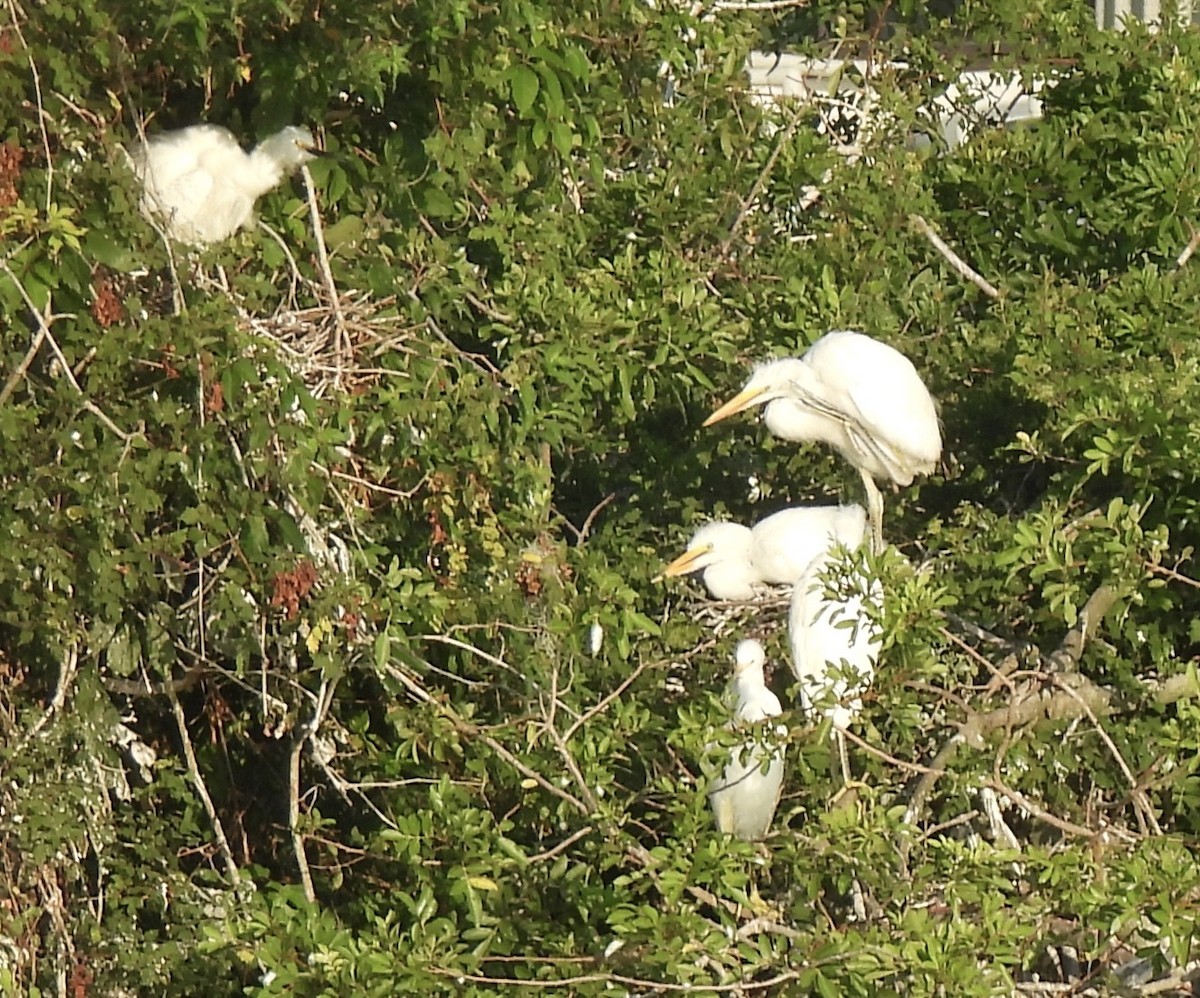 Great Egret - ML619620848