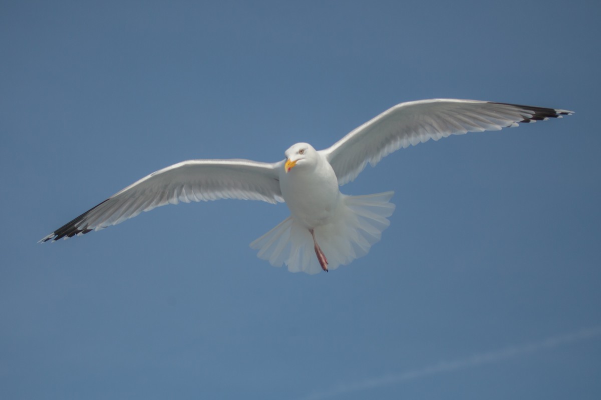 Herring Gull - Jock Hughes