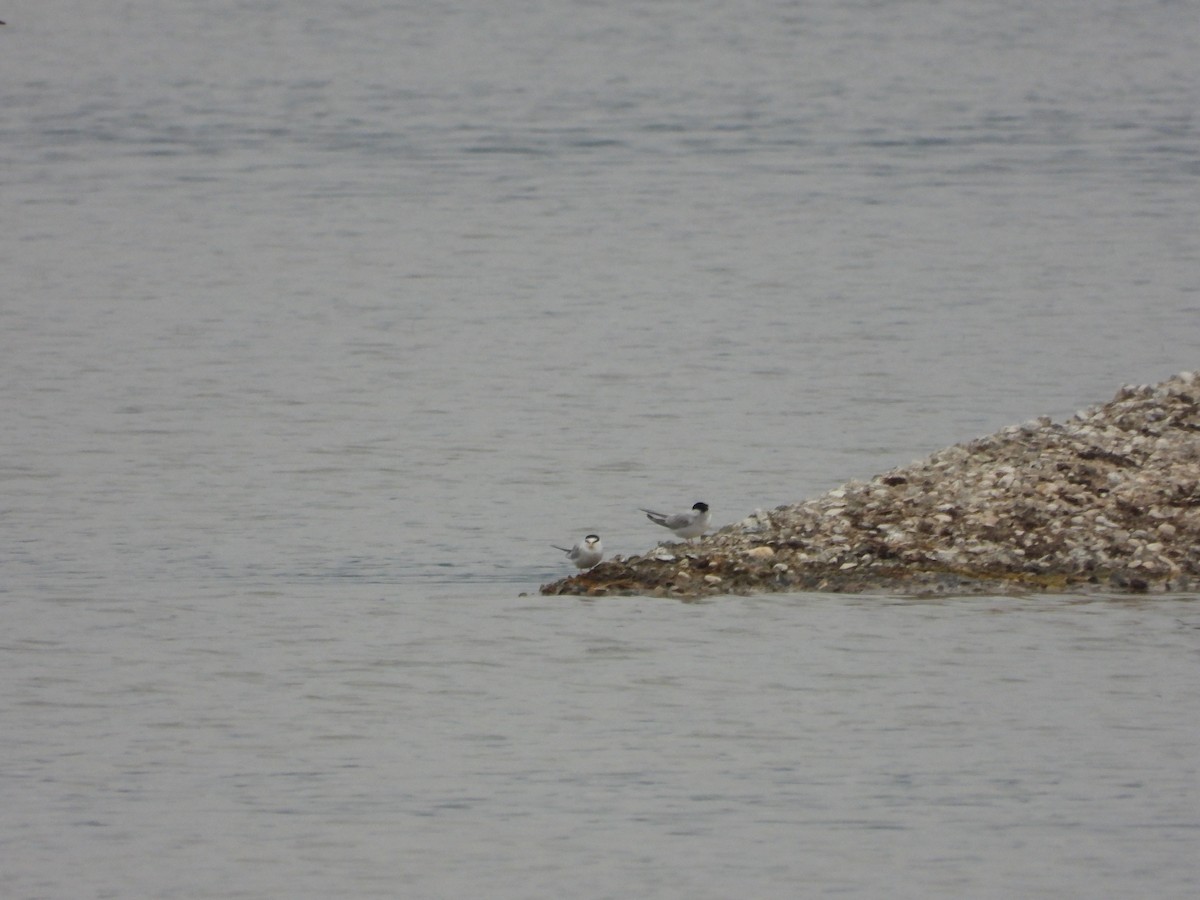 Little Tern - ML619620850