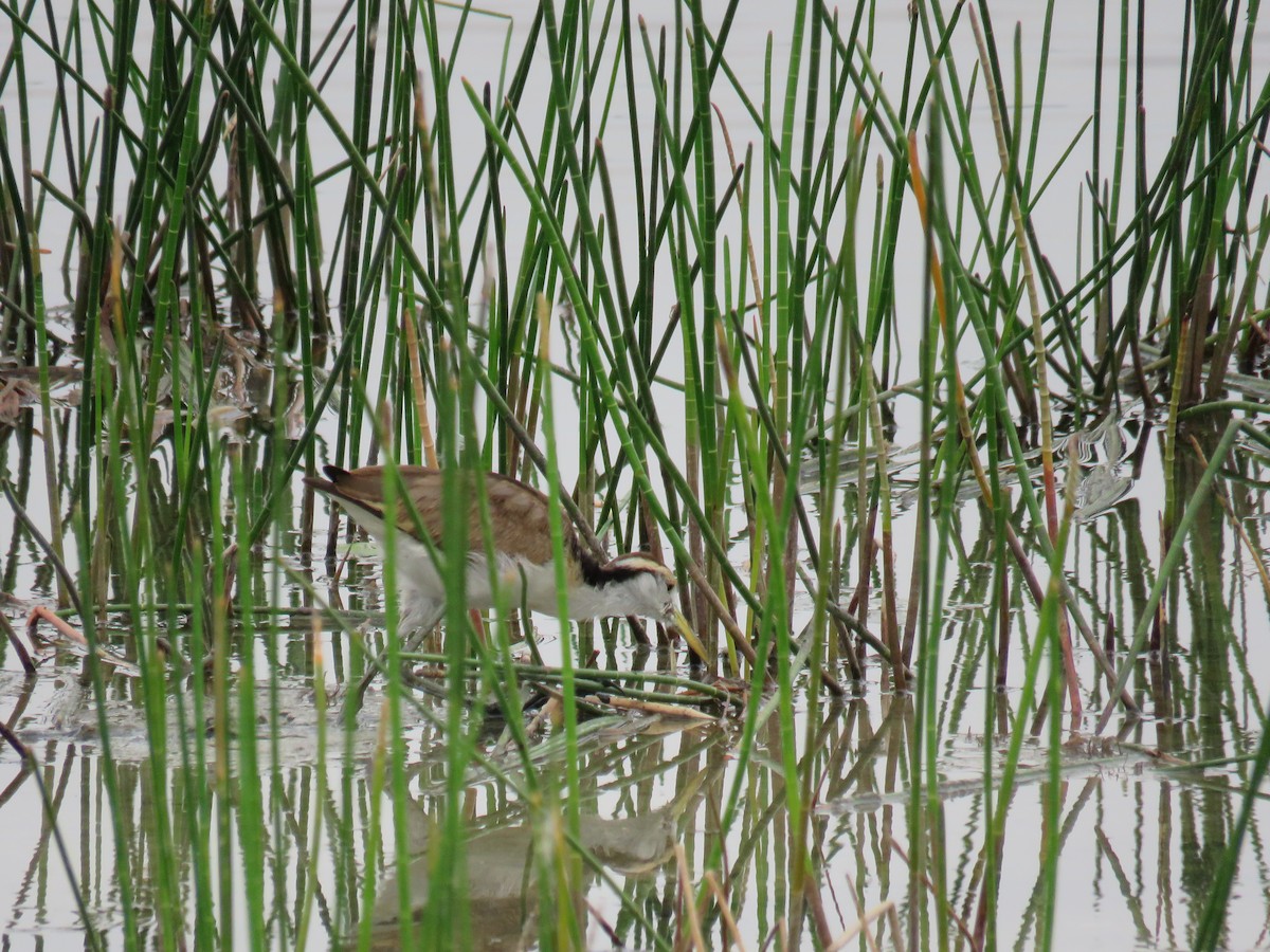 Northern Jacana - Sam Holcomb