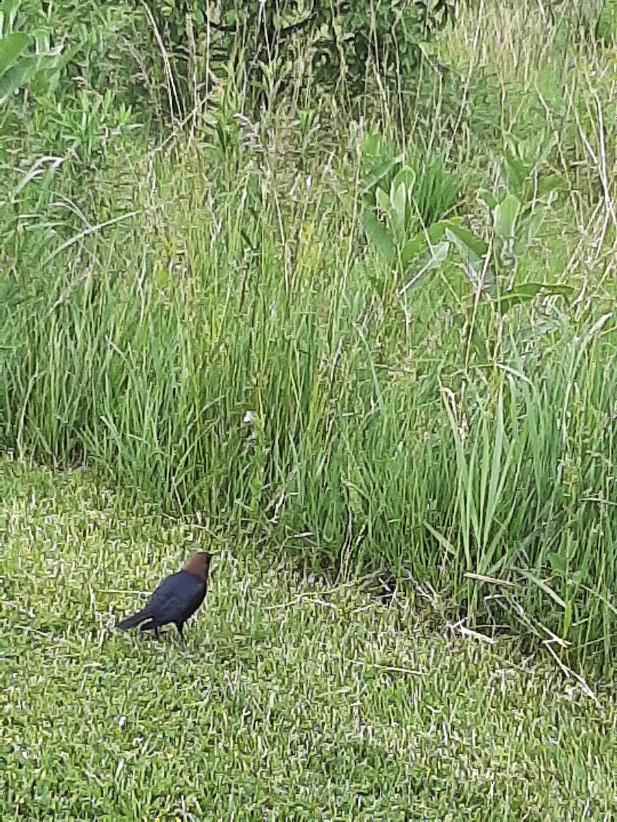 Brown-headed Cowbird - Hazem Alkhan