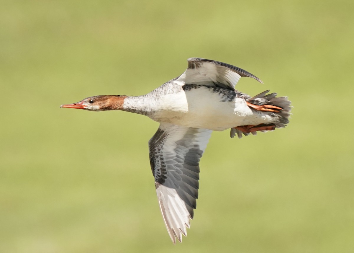 Common Merganser - ML619620856