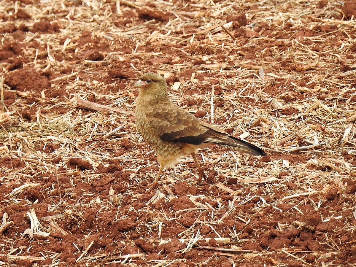 Chimango Caracara - Leonardo Bordin