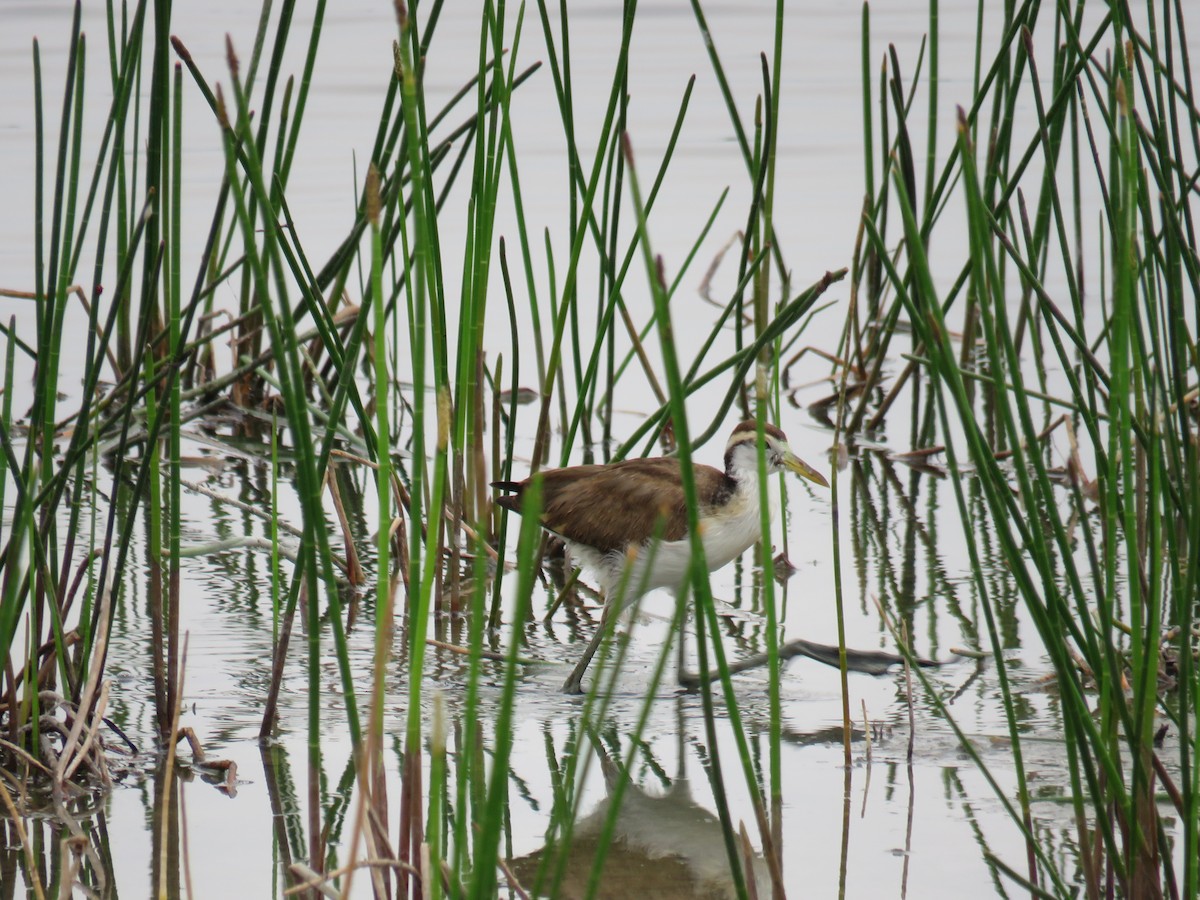 Northern Jacana - Sam Holcomb