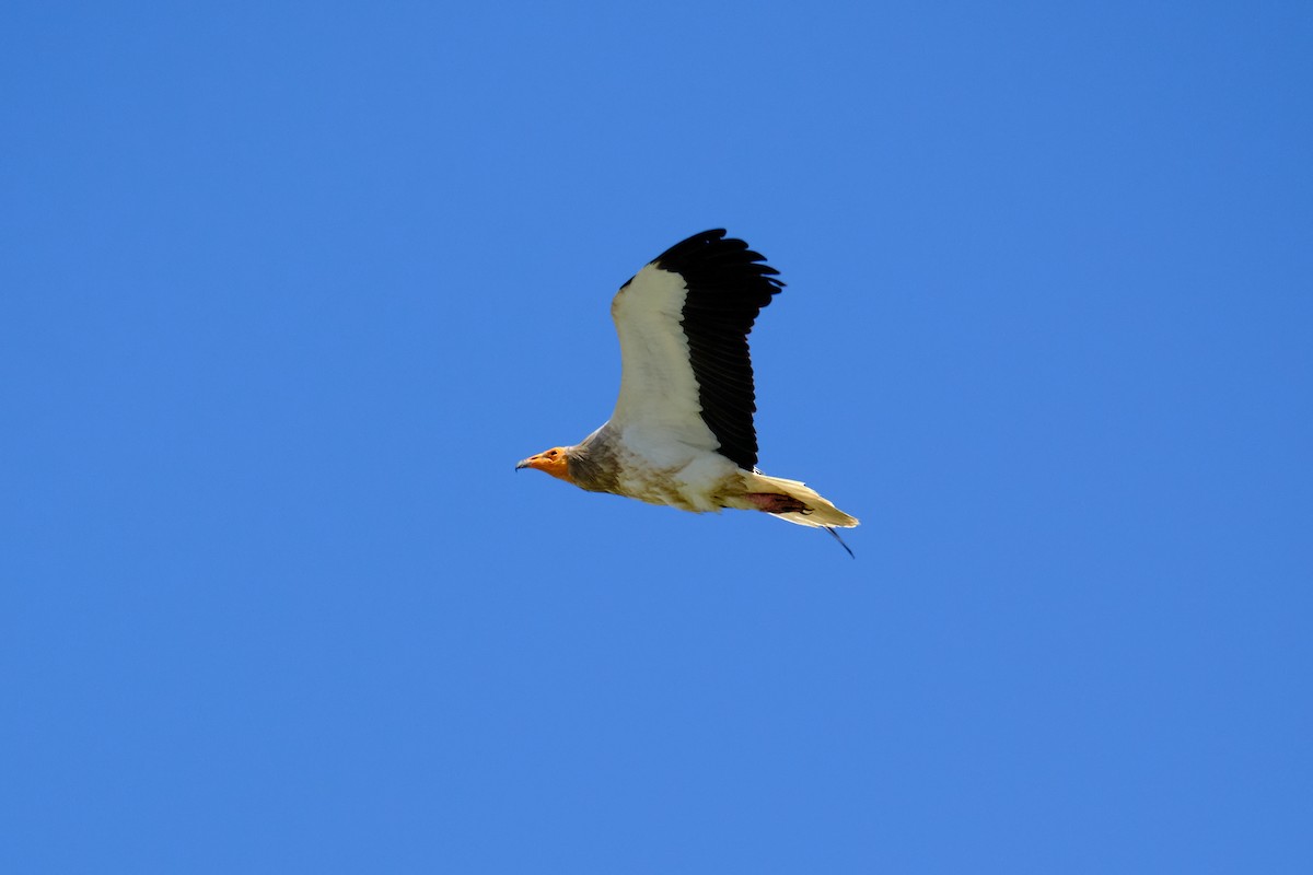 Egyptian Vulture - Bernardo Montoya