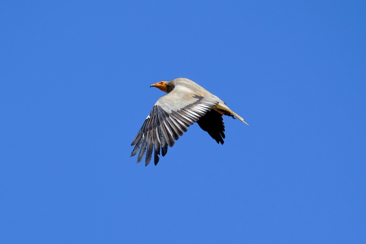 Egyptian Vulture - Bernardo Montoya