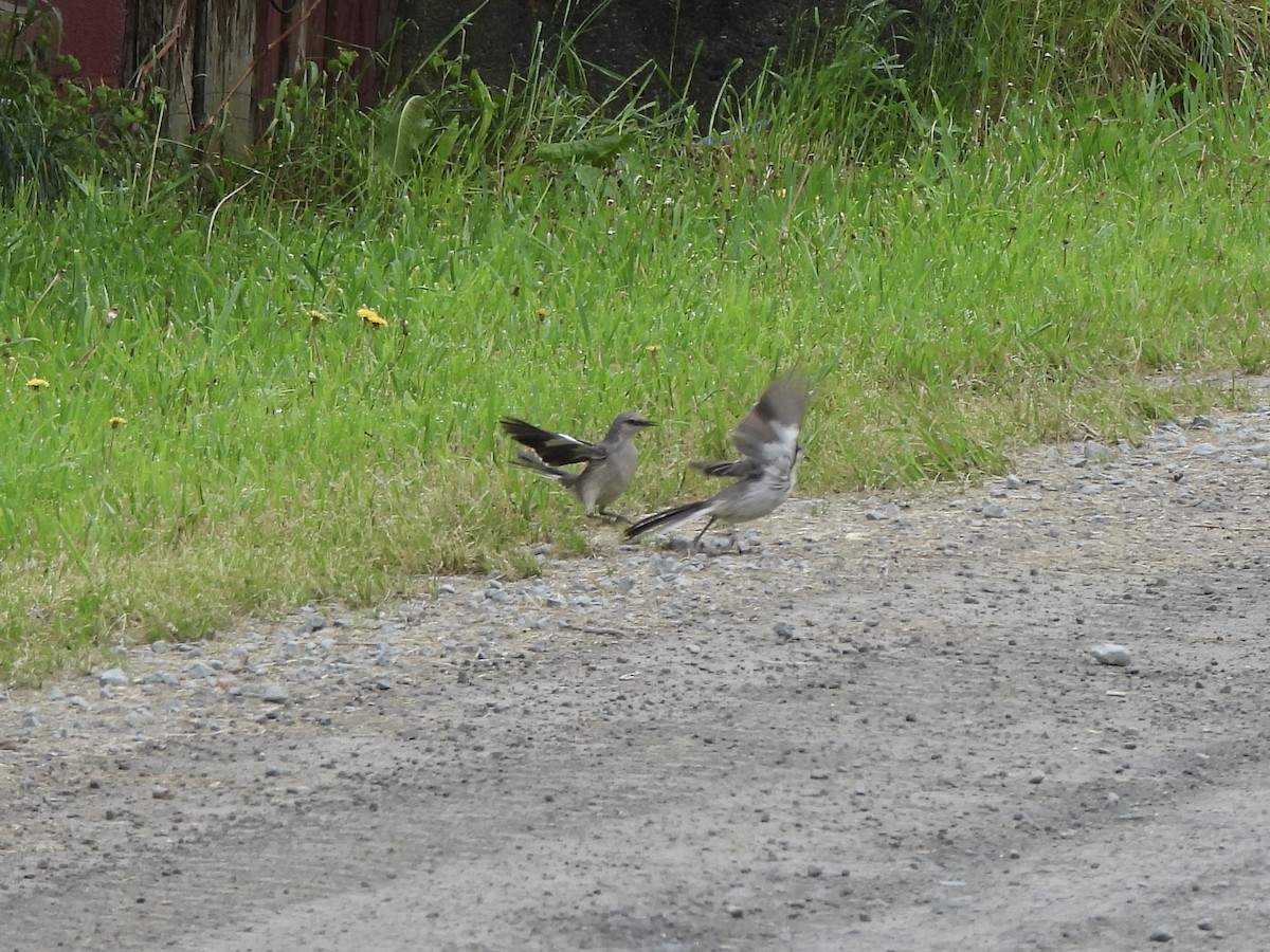 Northern Mockingbird - Nancy VanCott