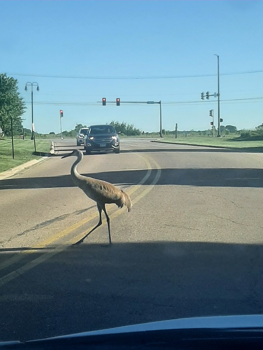 Sandhill Crane - Hazem Alkhan