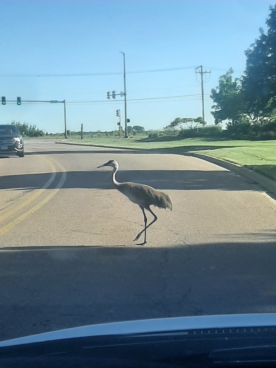 Sandhill Crane - Hazem Alkhan