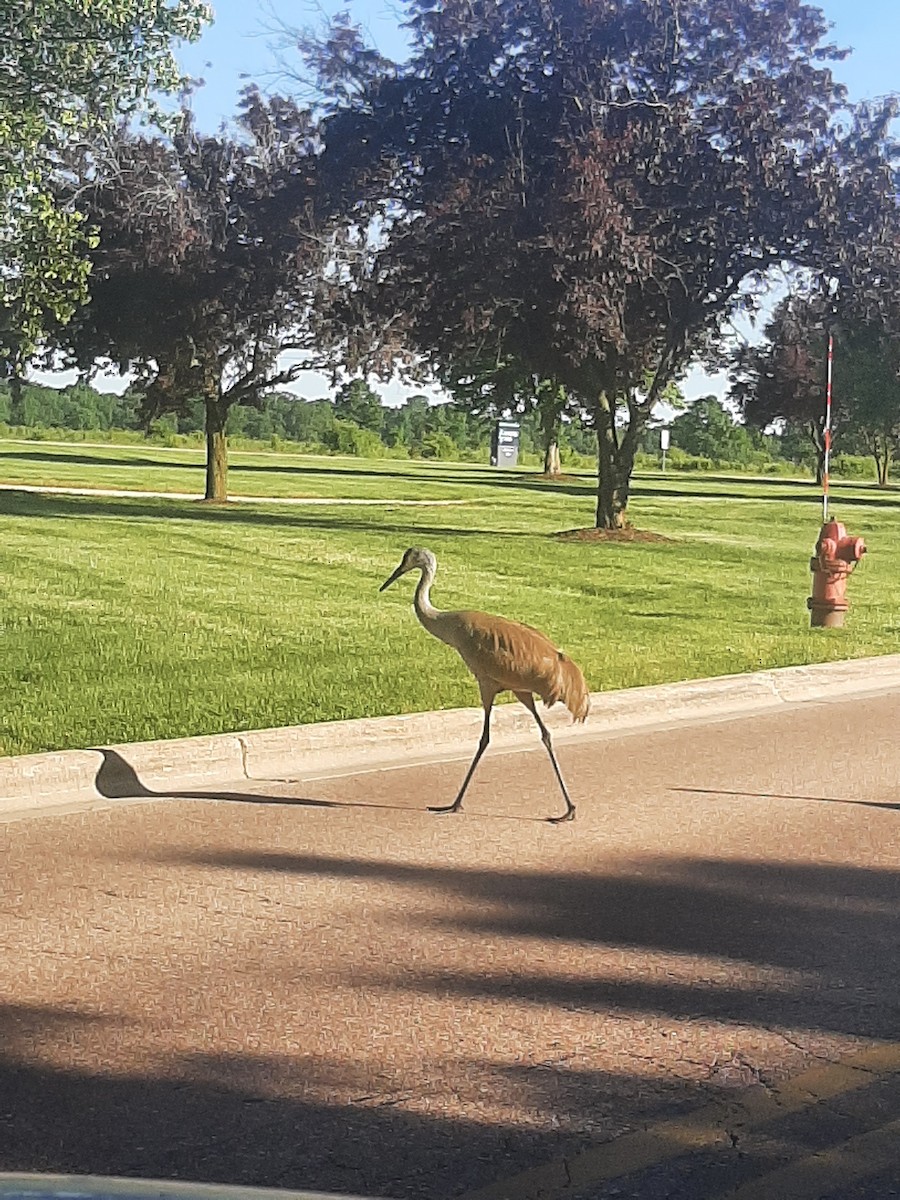 Sandhill Crane - Hazem Alkhan