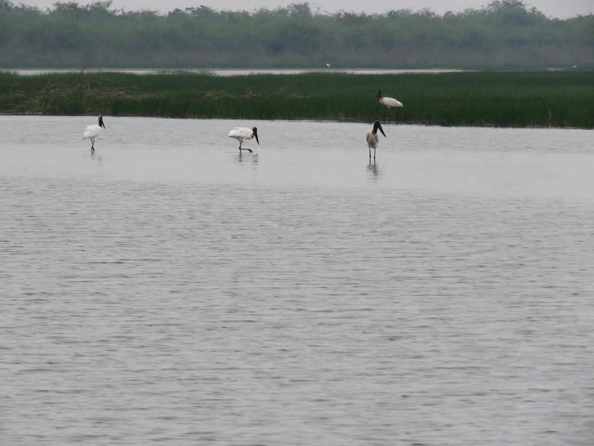 Jabiru - ML619620879