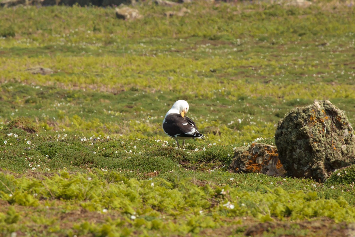 Great Black-backed Gull - Jock Hughes