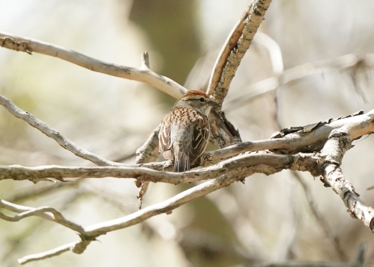 Chipping Sparrow - Pam Hardy