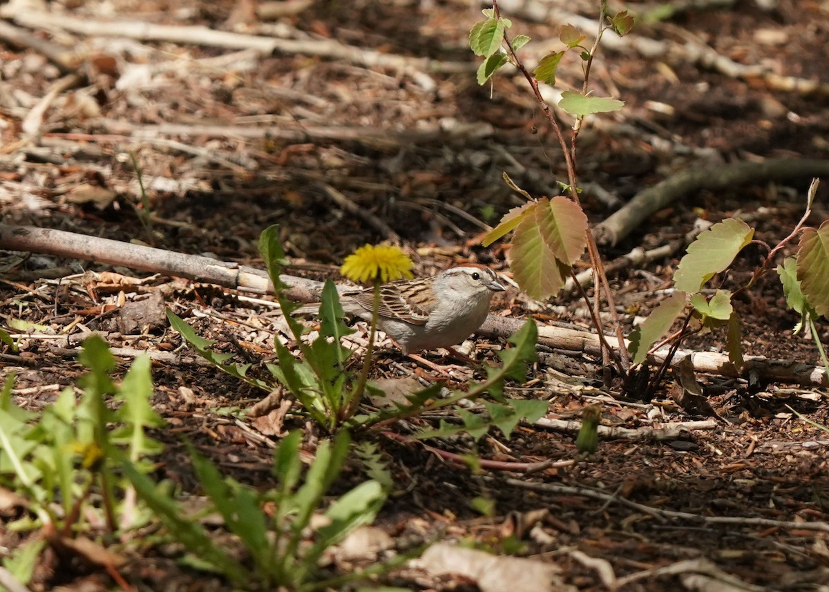 Chipping Sparrow - Pam Hardy