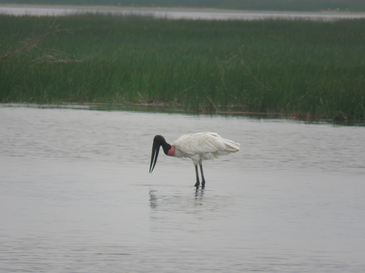 Jabiru - Sam Holcomb