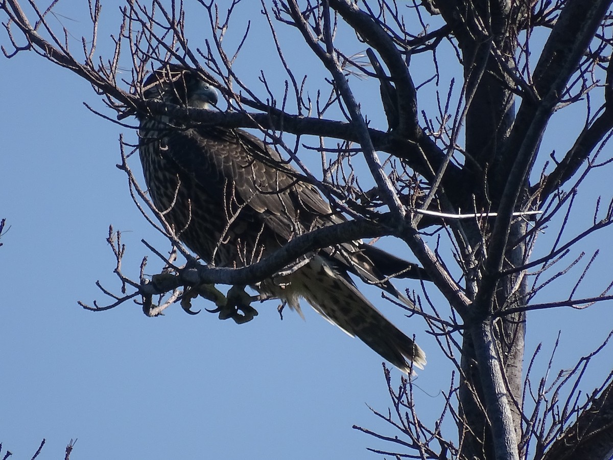 Peregrine Falcon - Yana Levchinsky