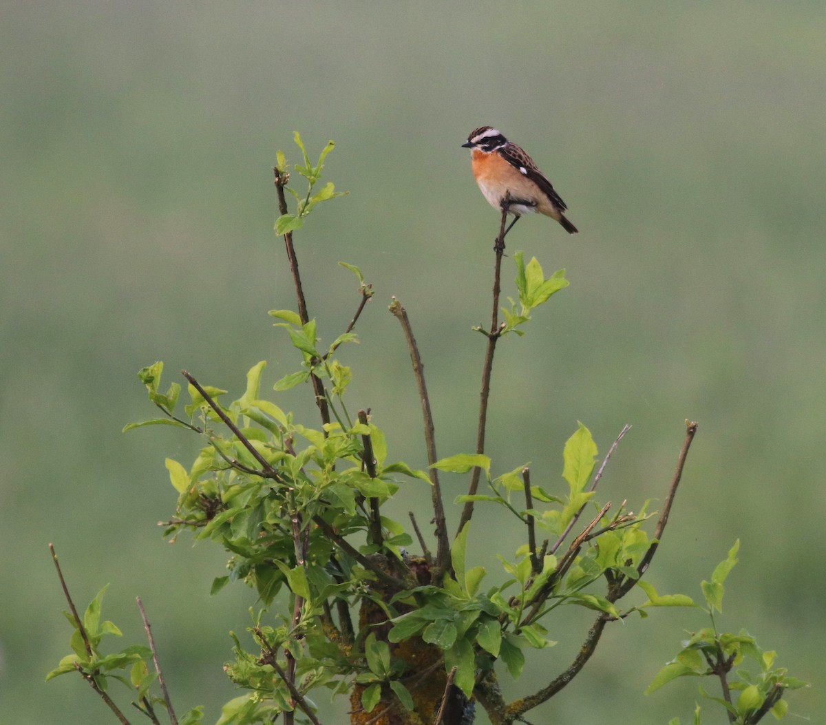 Whinchat - Luke Ozsanlav-Harris