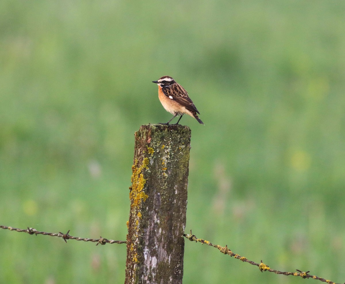 Whinchat - Luke Ozsanlav-Harris