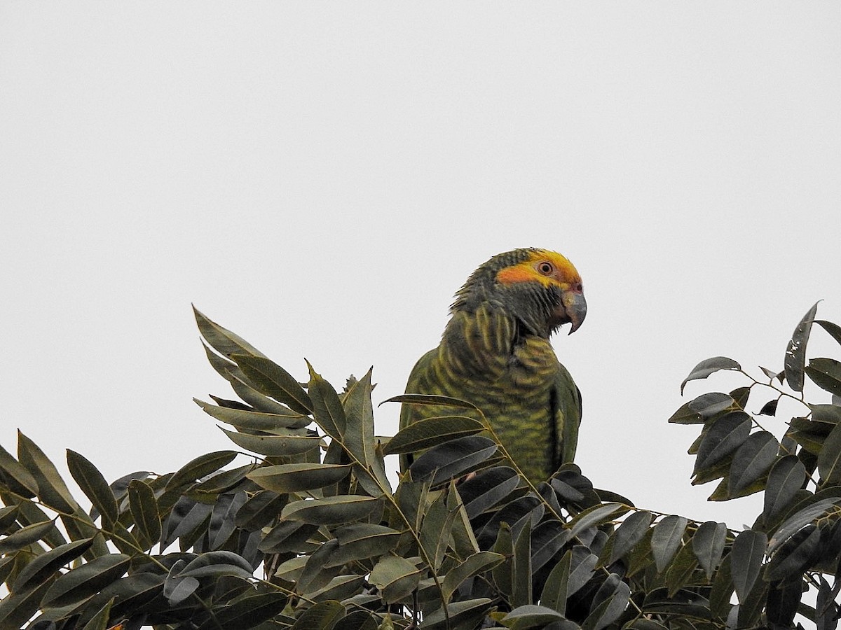 Yellow-faced Parrot - ML619620898