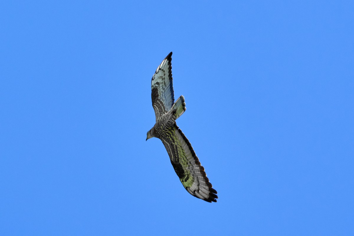 European Honey-buzzard - Bernardo Montoya