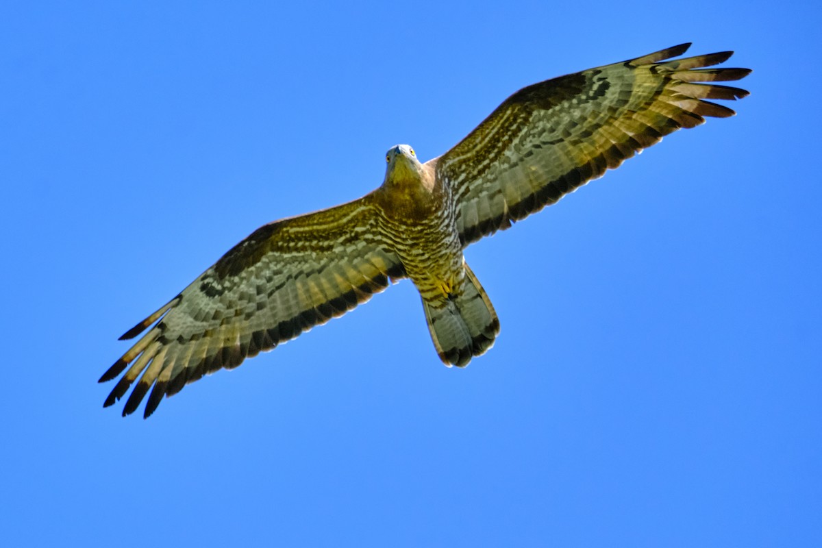 European Honey-buzzard - Bernardo Montoya