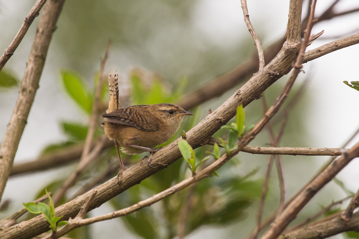 Grass Wren - Brian Healy