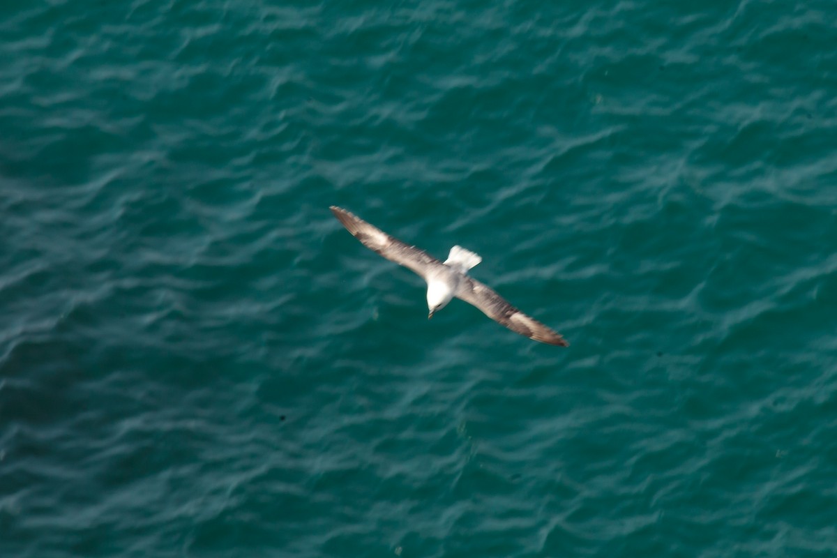 Northern Fulmar - Jock Hughes