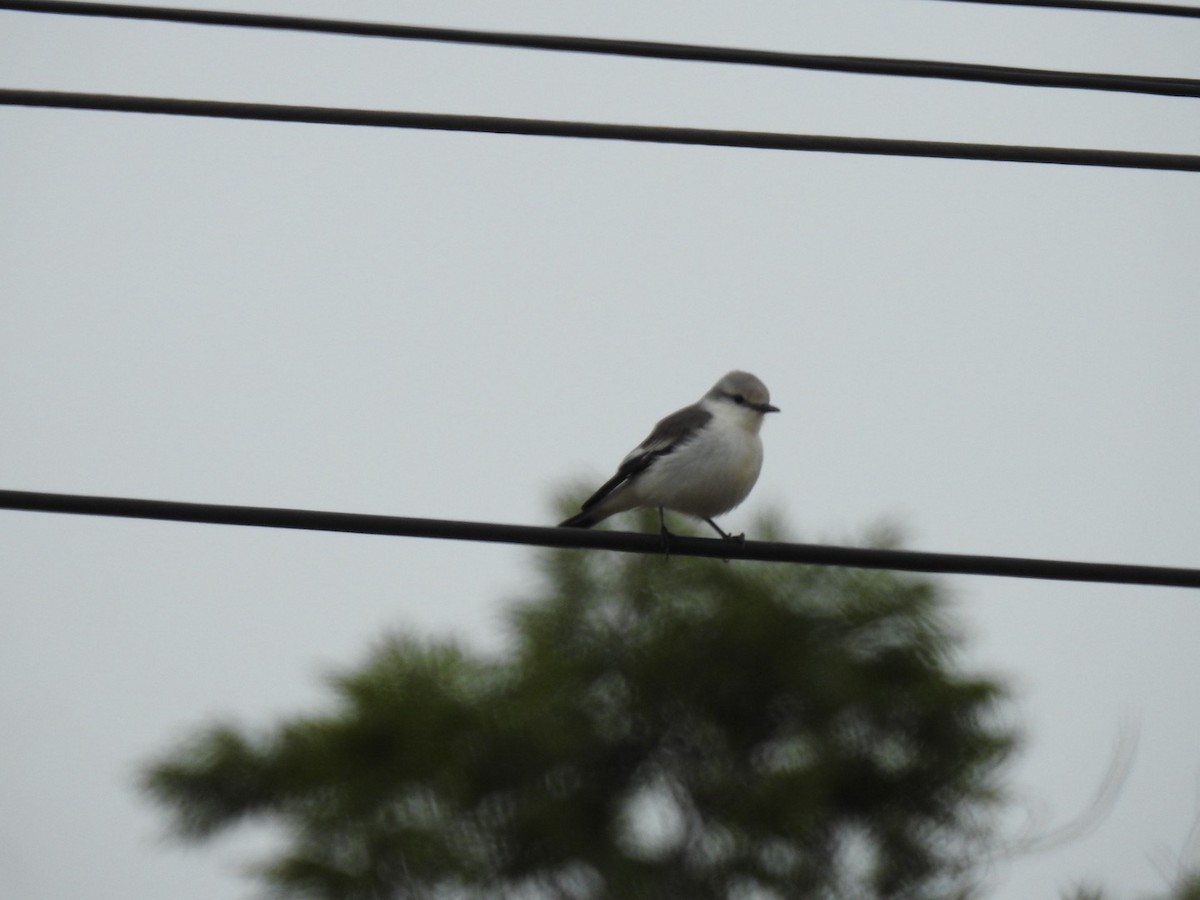 White-rumped Monjita - ML619620912