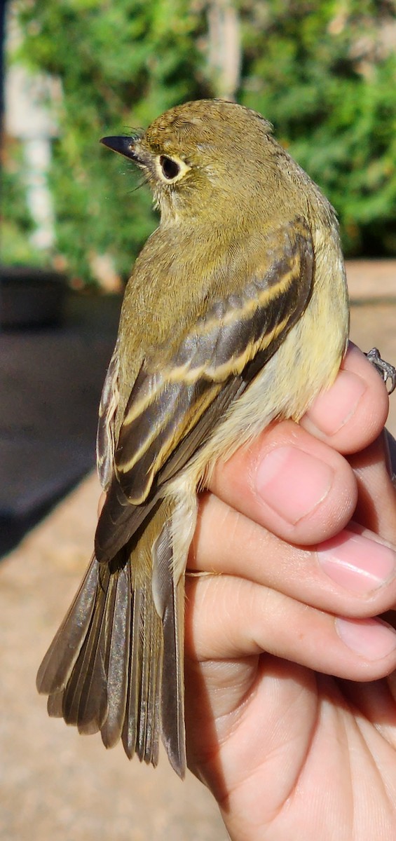 Western Flycatcher - Nancy Cox