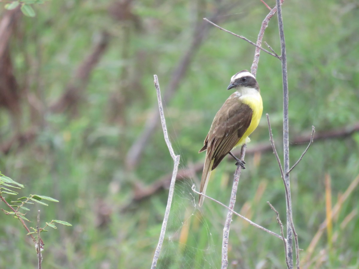 Social Flycatcher - Sam Holcomb