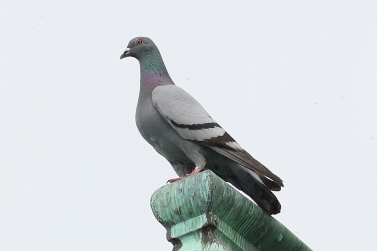 Rock Pigeon (Feral Pigeon) - michael vedder