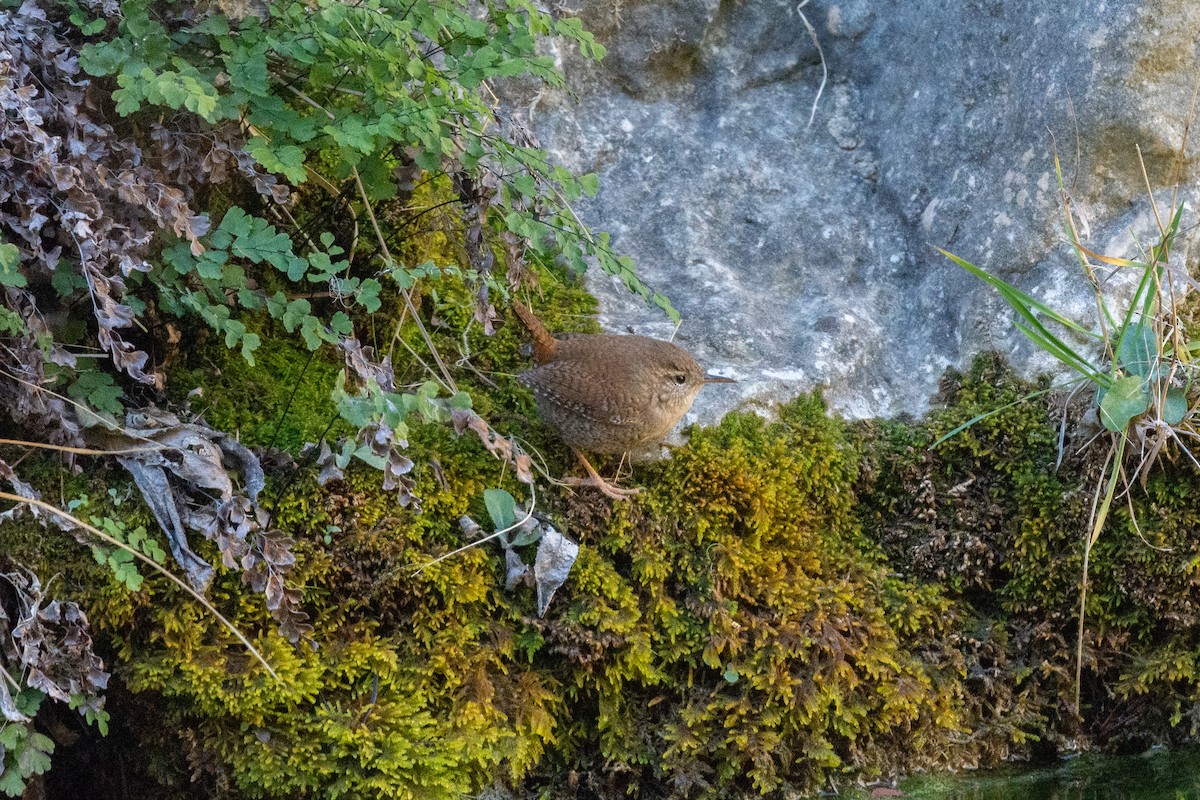 Eurasian Wren - Sara Molina