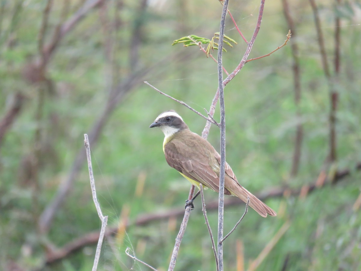 Social Flycatcher - Sam Holcomb