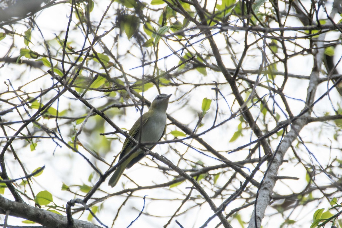 Red-eyed Vireo - FREDY HERNAN VALERO