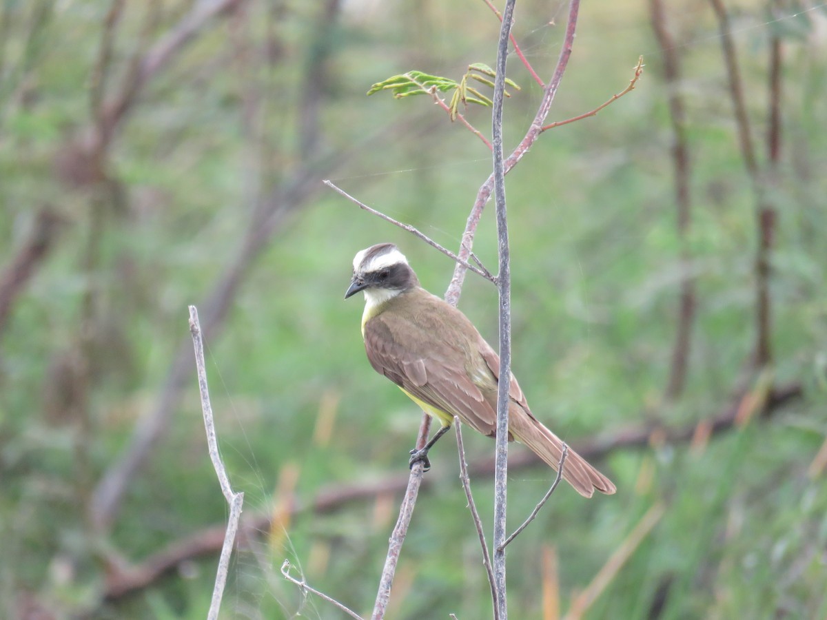 Social Flycatcher - Sam Holcomb