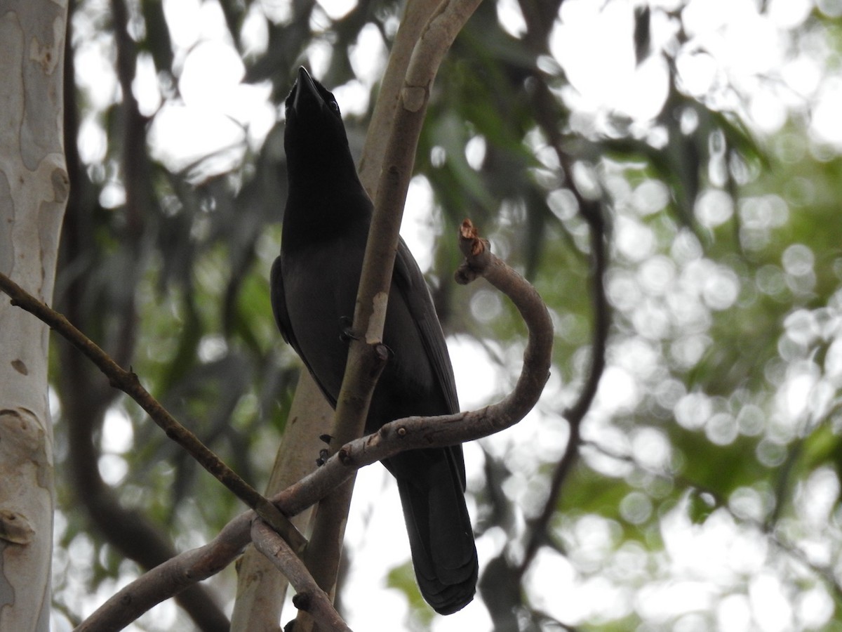 Purplish Jay - Leonardo Bordin